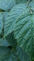 Close-up of textured green leaves with prominent veins and serrated edges in soft natural lighting for botanical and nature photography projects.