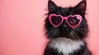 Adorable black and white cat wearing pink heart-shaped sunglasses on coral background for Valentine's Day greeting cards and romantic pet themes.