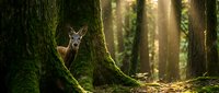 Young deer peeking from behind moss-covered tree trunk in enchanted forest with golden sunlight filtering through ancient woodland canopy.
