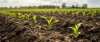 Young green seedlings emerging from rich dark soil in agricultural field rows under soft natural lighting for farming and growth concepts.
