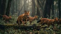 Red fox family with cubs playing in misty forest clearing among tall trees and undergrowth during golden hour wildlife photography.