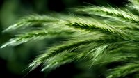 Soft green wheat ears swaying in breeze with shallow depth of field creating dreamy natural bokeh effect, macro photography for agriculture and nature concepts.
