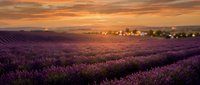 Endless rows of blooming lavender fields stretch toward horizon under golden sunset sky with warm orange clouds creating romantic agricultural landscape.