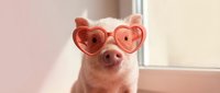 Adorable pink pig wearing heart-shaped sunglasses indoors near window. Cute farm animal portrait for Valentine's Day, love themes, and humorous designs.