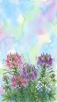 Watercolor cleome flowers in pink and purple hues against soft pastel sky background for spring garden designs and botanical artwork.