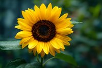 Vibrant yellow sunflower with dark brown center against blurred green background, showcasing detailed petals and natural lighting for nature photography.