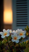 White plumeria flowers blooming at sunset with soft golden light, green leaves and blurred background creating peaceful tropical atmosphere.