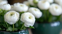 White ranunculus flowers in full bloom against blurred background, fresh spring bouquet with green leaves and stems in ceramic vase, soft natural lighting.