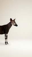 Okapi standing on neutral background showing distinctive striped legs and brown body for wildlife education and nature content.