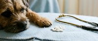 Sick dog resting on examination table with medication pills and stethoscope nearby, veterinary care and pet health concept.