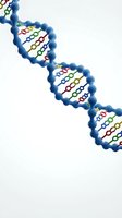 DNA double helix structure with blue sugar-phosphate backbone and colorful base pairs in red, yellow, green, and purple strands on white background for genetics and science education.