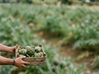 Farmer holding wooden crate of fresh artichokes in field during harvest season for agriculture and food production concepts.