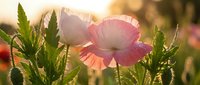 Delicate pink poppy flowers blooming in golden sunlight with soft bokeh background creating dreamy garden atmosphere for spring botanical designs.