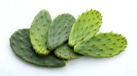 Fresh green prickly pear cactus pads isolated on white background for healthy cooking and natural medicine applications.