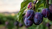Fresh ripe purple plums hanging on tree branch with green leaves in orchard during harvest season, natural sunlight and blurred background.