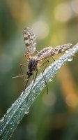 Delicate insect with patterned wings perched on wet green stem covered in morning dew drops, soft blurred foliage background, nature macro photography.