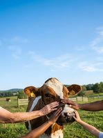 Friendly cow being petted by multiple hands in rural pasture with clear blue sky and green fields, representing farm animal interaction and agricultural lifestyle.