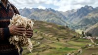 Farmer holding freshly harvested potatoes with terraced agricultural fields and mountain valley landscape in background, representing rural farming, crop production, and sustainable agriculture.