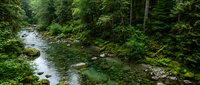 Serene forest stream winds through lush green woodland with moss-covered rocks and dense evergreen trees, capturing tranquil nature scenery.