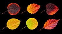 Autumn leaves in various stages of seasonal color change, isolated on transparent background. Perfect for fall designs, t-shirt graphics, stickers, clipart, print-on-demand products, and sublimation projects. Six vibrant leaf specimens displaying red, orange, yellow, and green hues.