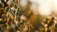 Morning dew drops on spider web creating natural bokeh effect with warm golden sunlight and autumn foliage background for nature photography projects.