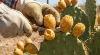 Hands in protective gloves harvesting ripe yellow prickly pear cactus fruits from desert plant for traditional food preparation and culinary use.