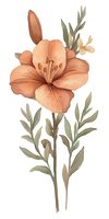Delicate peach lily flower with sage green leaves and stems on white background, watercolor style botanical illustration. Isolated floral element for design projects.