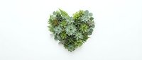 Heart-shaped arrangement of green succulents and cacti on white background, isolated for eco-friendly design projects and botanical decorations.