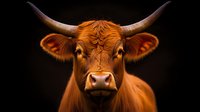 Highland cow portrait with dramatic lighting showing distinctive horns and shaggy orange fur against dark background, close-up view of expressive face and eyes.