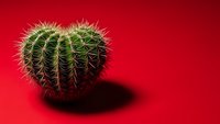 Green barrel cactus with sharp spines on vibrant red background creating dramatic contrast for modern home decor and botanical design projects.