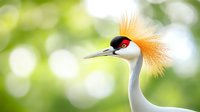 Crowned crane head close-up showing distinctive golden feather crest and red patch above beak against soft green bokeh background, wildlife portrait in natural light.