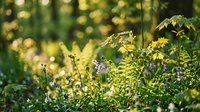 Lush green forest undergrowth with wildflowers and plants in dappled sunlight. Natural woodland scene for environmental and nature projects.