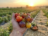 Fresh colorful heirloom tomatoes in farmer's hand at sunset in organic vegetable garden with rows of plants and harvest basket in golden hour light.