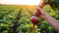 Hand holding fresh beetroot with green leaves in agricultural field during golden hour sunset for organic farming and healthy eating concepts.
