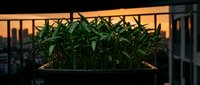 Close-up of lush green plants in a dark planter on an urban rooftop at golden hour sunset, with blurred city skyline and buildings in warm orange background light.