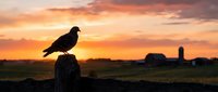 Eagle perched on wooden post at golden sunset with rural landscape and distant farm buildings silhouetted against dramatic orange sky.