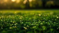 Fresh green grass with morning dew drops glowing in golden sunlight, creating magical bokeh effect in spring meadow. Natural background for environmental themes.
