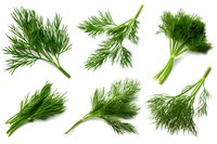 Fresh dill sprigs collection isolated on white background. Green aromatic herb branches set for cooking and garnish. Natural organic seasoning.