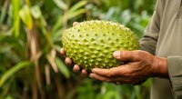 Farmer holding fresh green soursop fruit with spiky skin in agricultural garden setting, tropical produce harvest and farming concept.