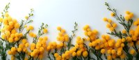 Fresh yellow mimosa branches with fluffy round blooms and green leaves arranged in row on light gray background, spring floral border composition.