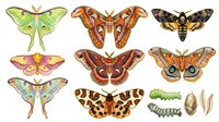 Luna moths and saturniid species collection with caterpillars and cocoons isolated on white background, suitable for educational materials, nature guides, scientific illustration, and design projects.