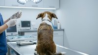 Dog receiving veterinary examination in modern clinic with healthcare professional in blue scrubs performing health checkup on brown and white canine patient.