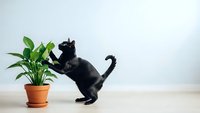 Playful black cat standing on hind legs reaching toward green houseplant in terracotta pot on wooden surface against white background for pet care content.