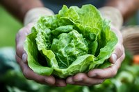 Fresh green butter lettuce head held in farmer hands against blurred garden background, organic produce harvesting and sustainable agriculture.