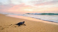 Newborn sea turtle hatchling crawling across sandy beach toward ocean waves at sunrise, wildlife conservation and marine life concept for nature and environmental themes.