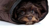 Adorable brown Yorkshire terrier puppy peeking out from brown travel carrier bag on white background, showing cute expressive eyes and black nose.