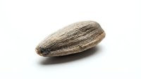 Sunflower seed isolated on white background, ready for design use in food packaging, culinary graphics, nutrition labels, and agricultural marketing materials.