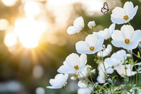 White cosmos flowers blooming in garden at sunset with butterfly and golden bokeh background, dreamy summer nature scene for romantic mood and decor.