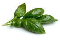 Fresh green basil leaves isolated on white background, showing detailed leaf texture and natural shine. For culinary, cooking, and food photography.