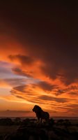 Majestic lion silhouette standing on rocky outcrop against dramatic orange sunset sky with clouds over African savanna landscape for wildlife photography.